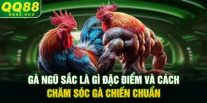 Gà ngũ sắc là gì? Đặc điểm và cách chăm sóc gà chiến chuẩn