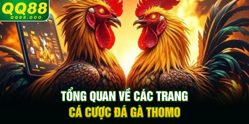 Tổng quan về các trang cá cược đá gà Thomo